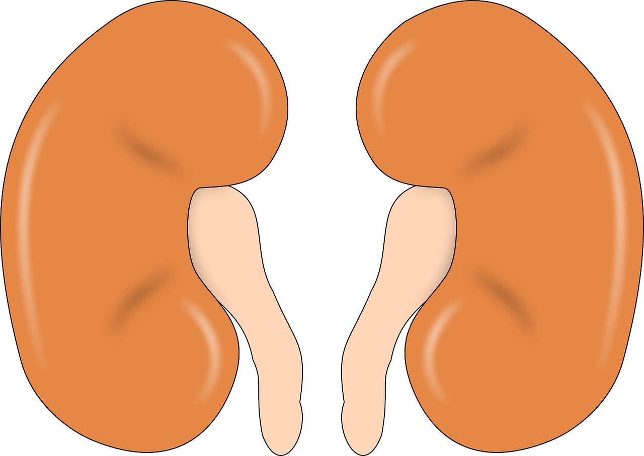 Kidney Awareness Month