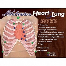 Anterior Heart and Lung Sites Poster, 1/each