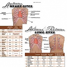 Heart and Lung Sites and Sounds Tear Pad