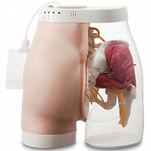 Intramuscular Injection Model of Buttocks Type 2, 1/each