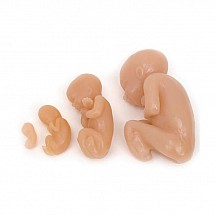 Fetus Model Set (4), 1/each