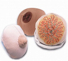 Cloth Breast Model, Beige, 1/each